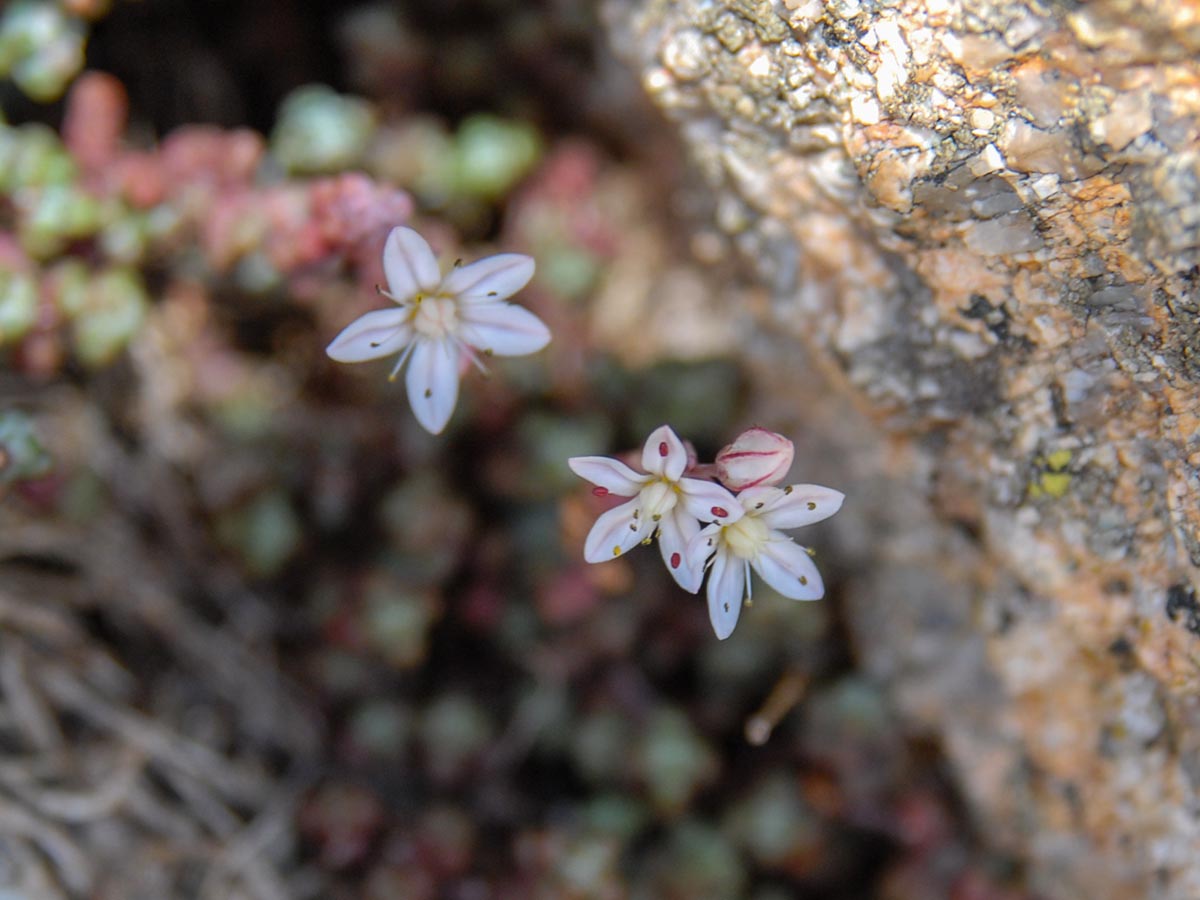 Sedum brevifolium